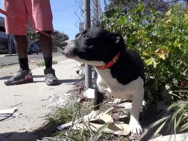 Cette chienne Pitbull panique quand les sauveteurs viennent en aide à son chiot, sa réaction incroyable