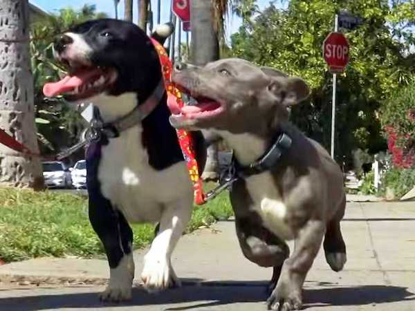 Cette chienne Pitbull panique quand les sauveteurs viennent en aide à son chiot, sa réaction incroyable