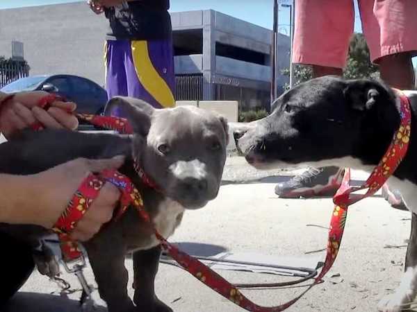 Cette chienne Pitbull panique quand les sauveteurs viennent en aide à son chiot, sa réaction incroyable