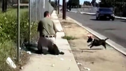 Cette chienne Pitbull panique quand les sauveteurs viennent en aide à son chiot, sa réaction incroyable