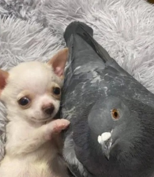 Cette incroyable amitié entre un petit chien et un pigeon fait fondre la Toile