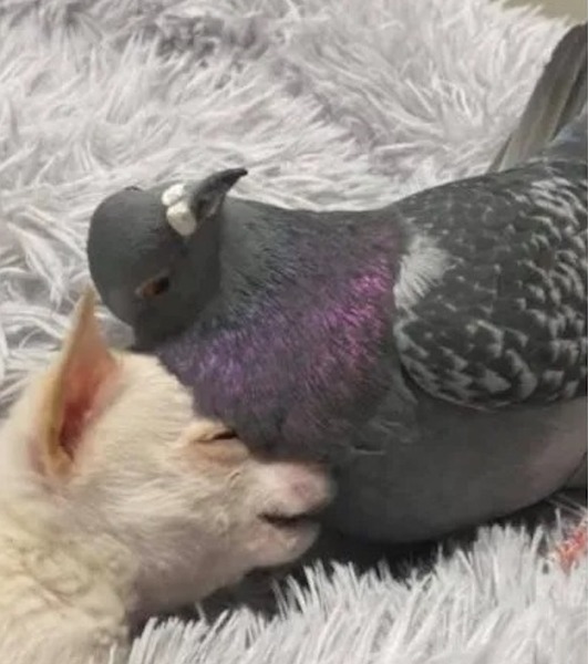 Cette incroyable amitié entre un petit chien et un pigeon fait fondre la Toile