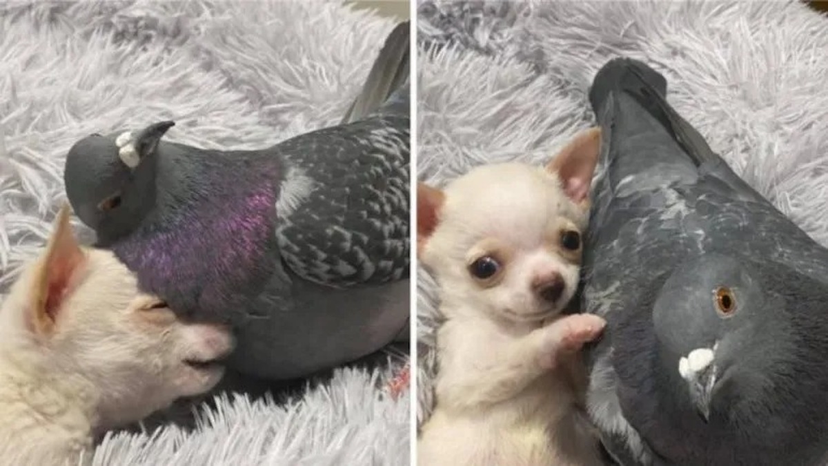 Cette incroyable amitié entre un petit chien et un pigeon fait fondre la Toile