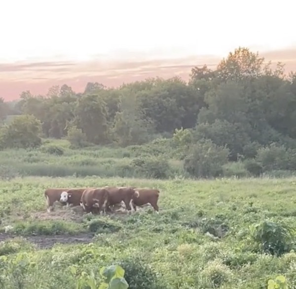 Cette vache est la nounou de tous les veaux du troupeau, une scène surréaliste