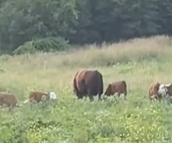 Cette vache est la nounou de tous les veaux du troupeau, une scène surréaliste