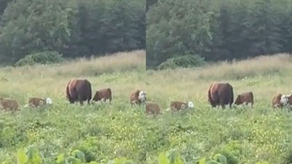 Cette vache est la nounou de tous les veaux du troupeau, une scène surréaliste