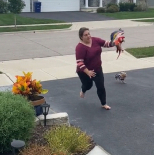 Cette vidéo touchante d'un perroquet qui ne sait pas voler va vous émouvoir