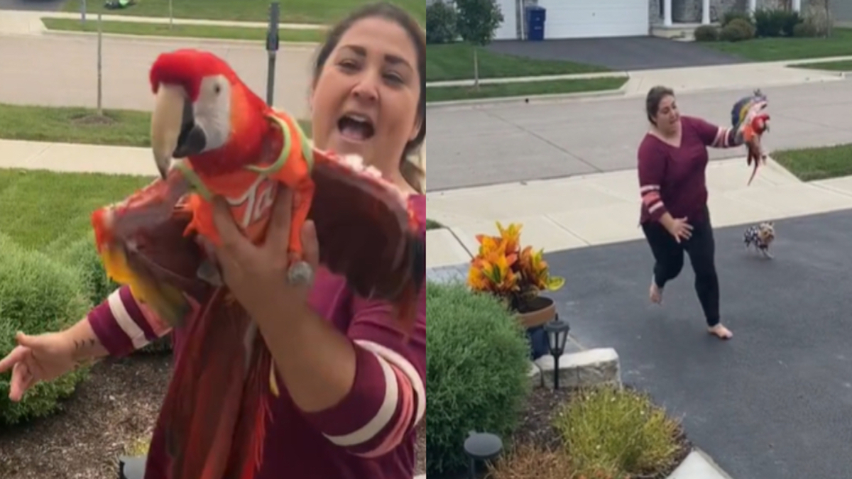 Cette vidéo touchante d'un perroquet qui ne sait pas voler va vous émouvoir
