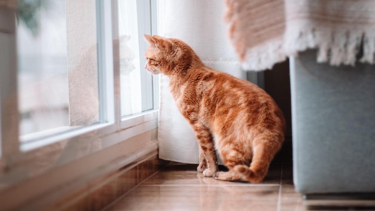 Combien de temps pouvez-vous laisser un chat seul sans qu’il ne souffre de solitude ?