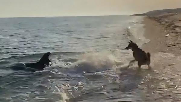 Découvrez cette vidéo époustouflante d'un chien et d'un dauphin s'amusant à la plage