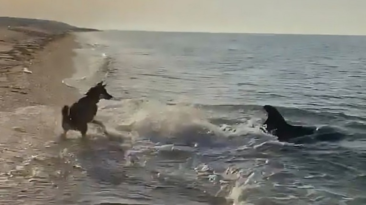 Découvrez cette vidéo époustouflante d'un chien et d'un dauphin s'amusant à la plage