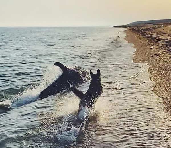 Découvrez cette vidéo époustouflante d'un chien et d'un dauphin s'amusant à la plage