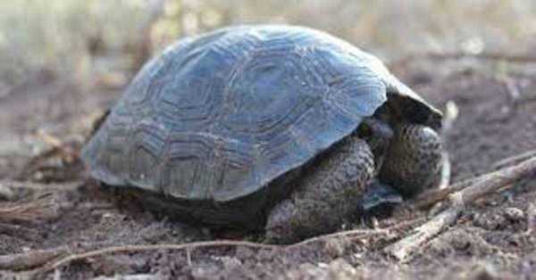 Des bébés tortues naissent sur l'île de Galápagos, une première en 100 ans