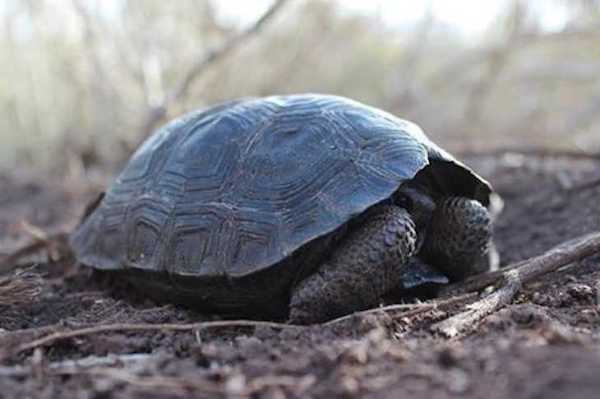 Des bébés tortues naissent sur l'île de Galápagos, une première en 100 ans