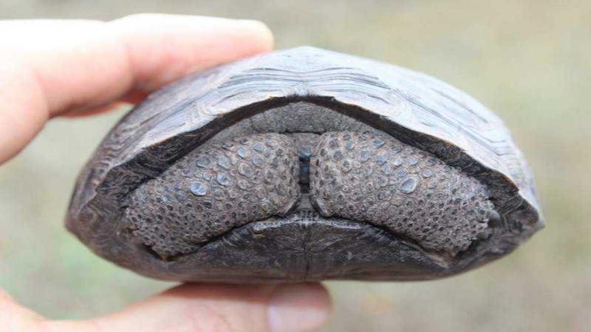 Des bébés tortues naissent sur l'île de Galápagos, une première en 100 ans