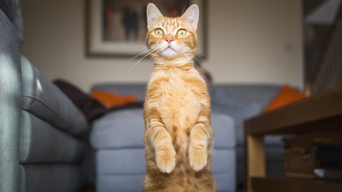 Des chercheurs découvrent les vraies raisons pour lesquelles les chats griffent les meubles