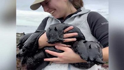 Des chercheurs rencontrent sur une plage des animaux les plus improbables qu’ils soient