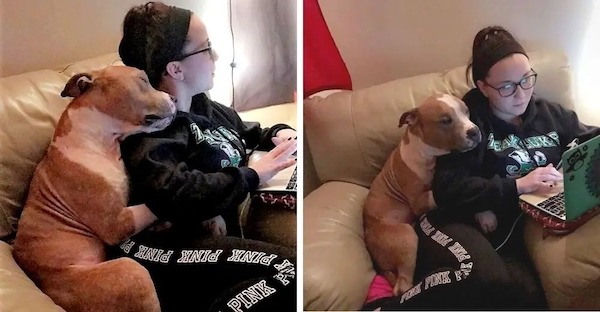 Elle adopte un pitbull triste, la réaction du chien a surpris tout le monde