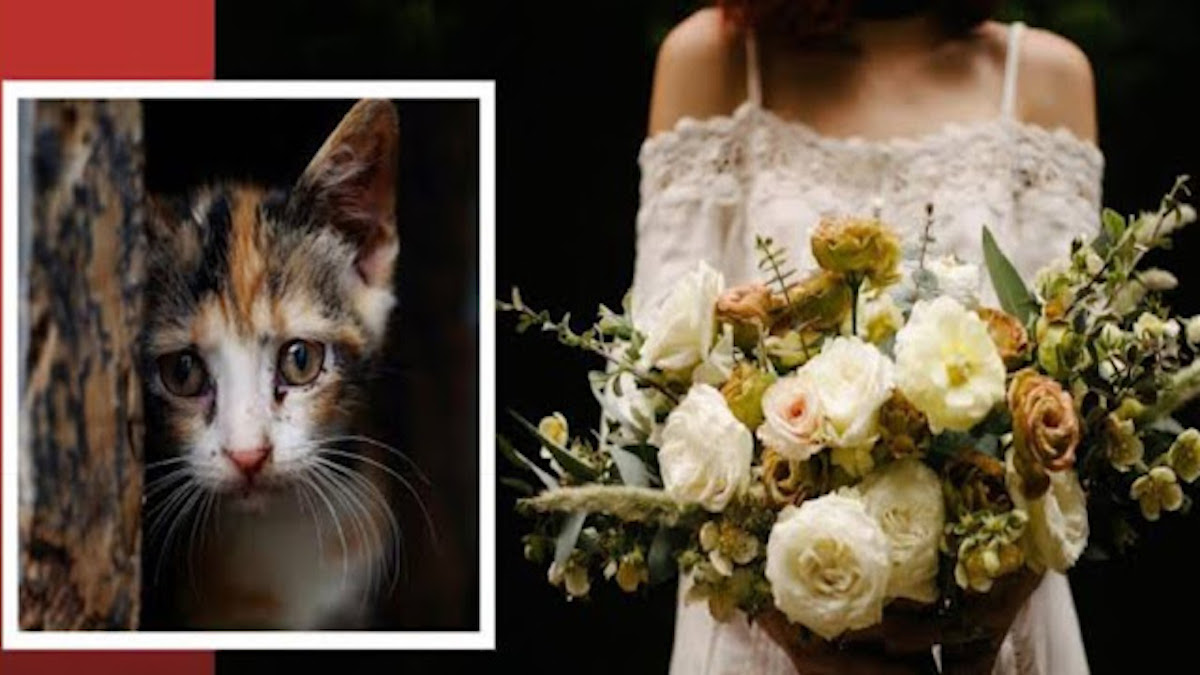 Elle découvre la veille de son mariage que son fiancé a abandonné son chat, sa décision radicale