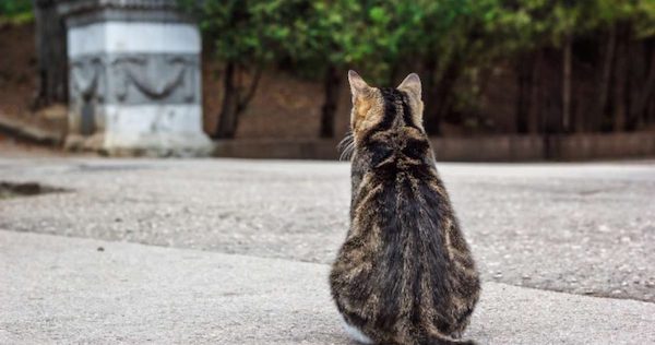 Elle découvre la veille de son mariage que son fiancé a abandonné son chat, sa décision radicale