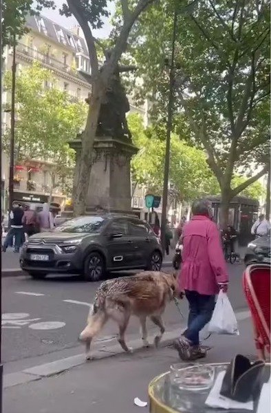 Elle promène son chien et laisse tout le monde sans voix, la taille de l’animal est impressionnante