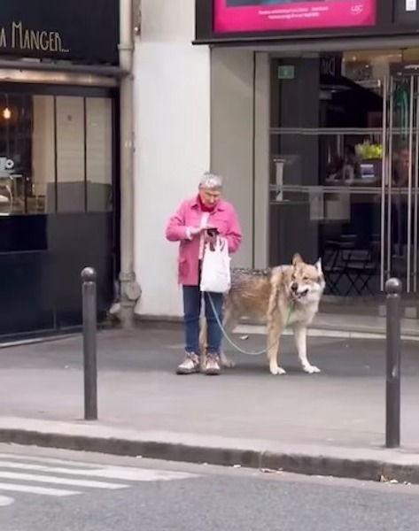 Elle promène son chien et laisse tout le monde sans voix, la taille de l’animal est impressionnante