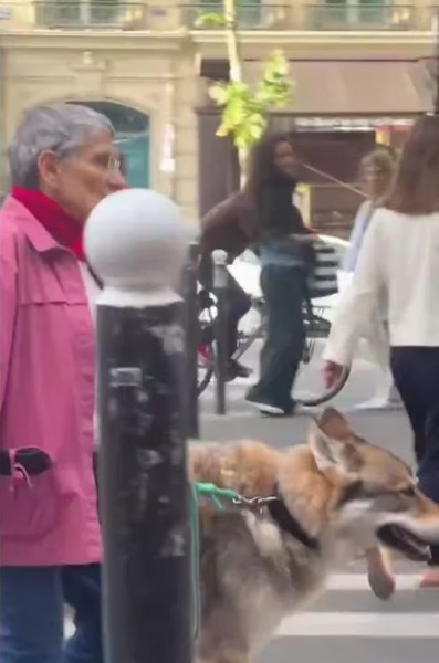 Elle promène son chien et laisse tout le monde sans voix, la taille de l’animal est impressionnante