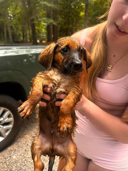 Elle remarque 3 chiots piégés dans l'eau et les sauve d'une mort certaine