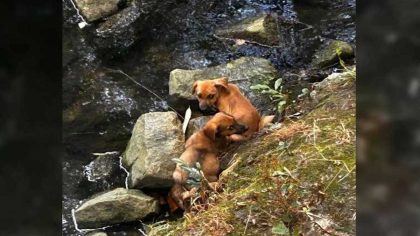 Elle remarque 3 chiots piégés dans l'eau et les sauve d'une mort certaine