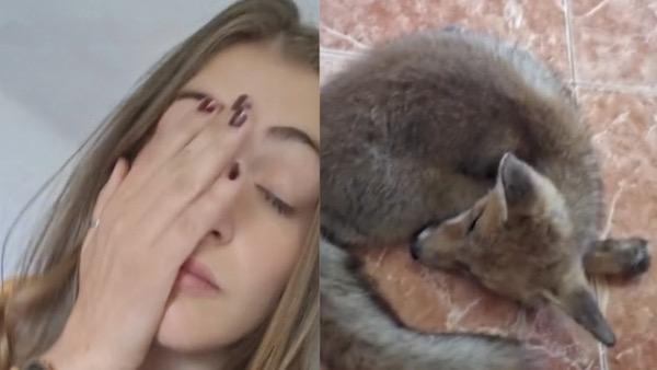 Elle rentre chez elle et trouve un renard qui dort tranquillement dans sa chambre, incroyable