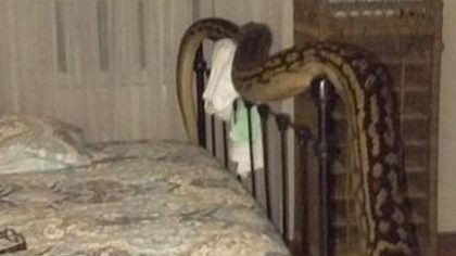 Elle se réveille et découvre avec horreur un énorme serpent dans sa chambre, elle a eu la peur de sa vie