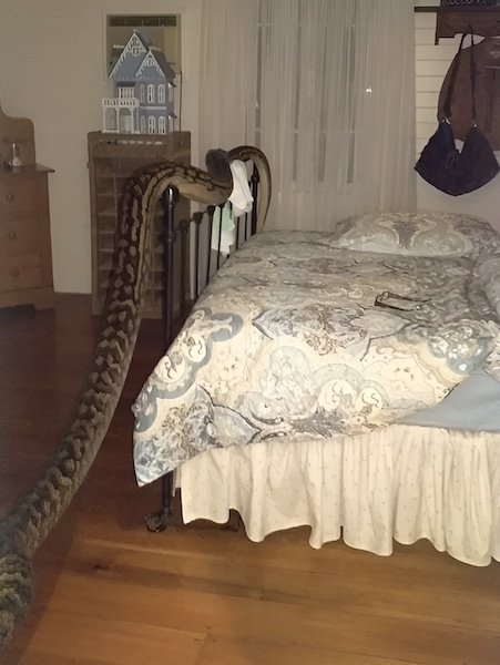 Elle se réveille et découvre avec horreur un énorme serpent dans sa chambre, elle a eu la peur de sa vie