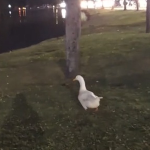 Elle trouve un canard totalement perdu et désorienté et le guide vers le lac, une héroïne pour l’animal