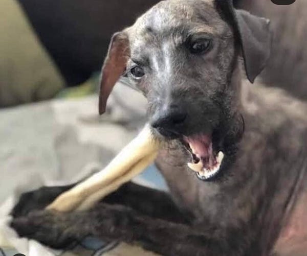 Elle trouve un chien au seuil de la mort, sa transformation est miraculeuse