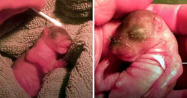 Elle trouve un minuscule bébé écureuil rose sur le sol, sa vie bascule