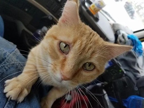 Il a adopté un chat abandonné sur la route et maintenant c'est son compagnon à chaque voyage