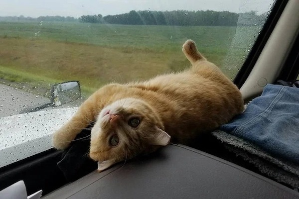 Il a adopté un chat abandonné sur la route et maintenant c'est son compagnon à chaque voyage