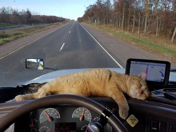 Il a adopté un chat abandonné sur la route et maintenant c'est son compagnon à chaque voyage