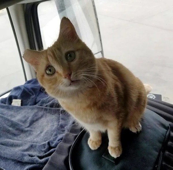 Il a adopté un chat abandonné sur la route et maintenant c'est son compagnon à chaque voyage