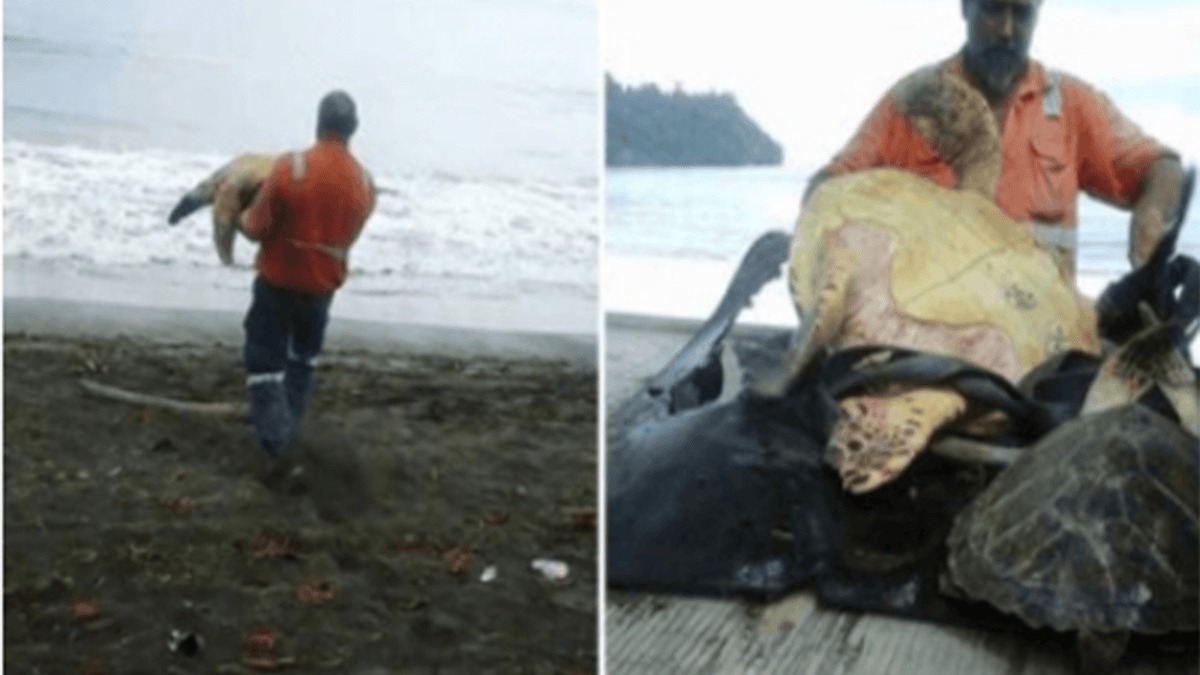 Il achète des tortues sur le marché alimentaire pour les remettre en mer, un héros