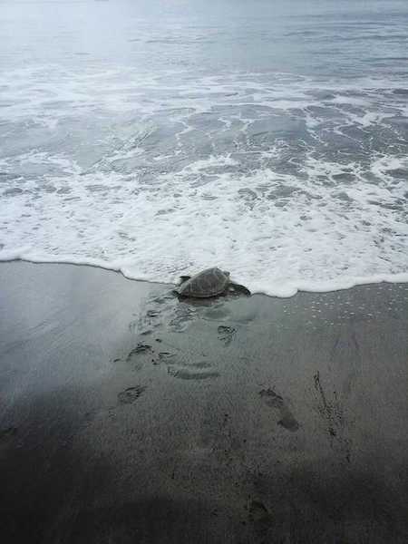 Il achète des tortues sur le marché alimentaire pour les remettre en mer, un héros