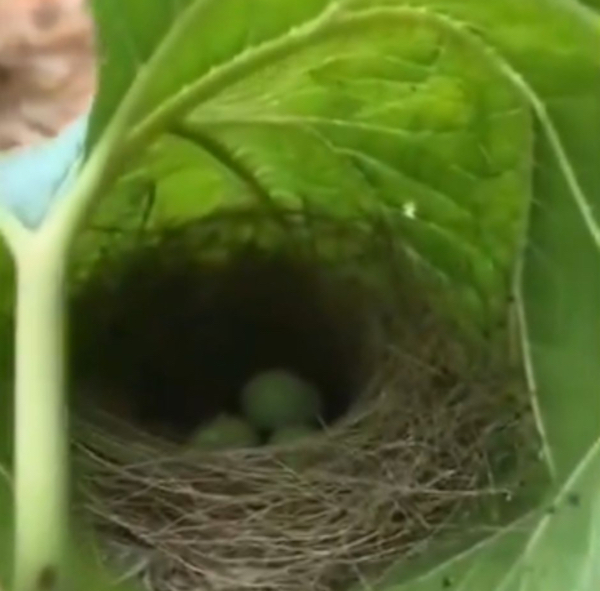 Il découvre un nid d’oiseau dans un endroit totalement surprenant, incroyable