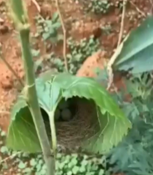 Il découvre un nid d’oiseau dans un endroit totalement surprenant, incroyable