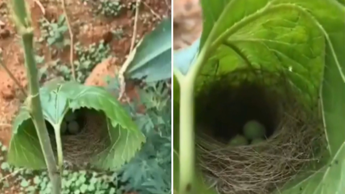 Il découvre un nid d’oiseau dans un endroit totalement surprenant, incroyable