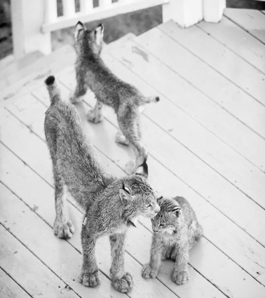 Il est réveillé par des bruits étranges et découvre avec effroi un lynx et 7 petits dans sa maison