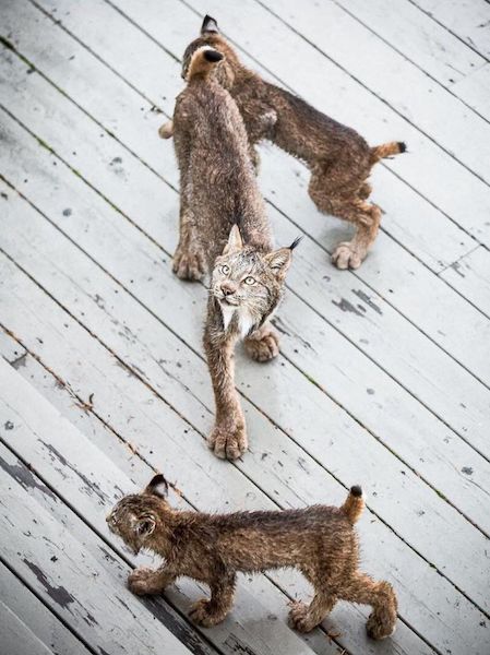 Il est réveillé par des bruits étranges et découvre avec effroi un lynx et 7 petits dans sa maison