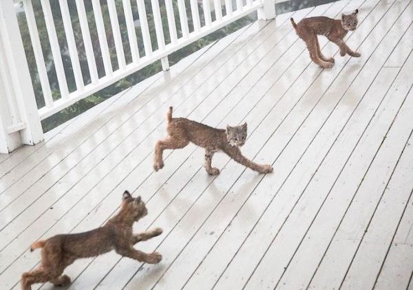 Il est réveillé par des bruits étranges et découvre avec effroi un lynx et 7 petits dans sa maison