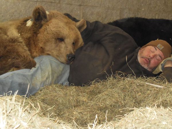 Il fait la sieste avec les 2 ours à qui il a sauvé la vie il y a 10 ans : une scène inédite