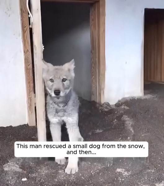 Il sauve un chiot mourant, il s'avère que c'est un loup : c'est ainsi qu'il le remercie pour la seconde chance