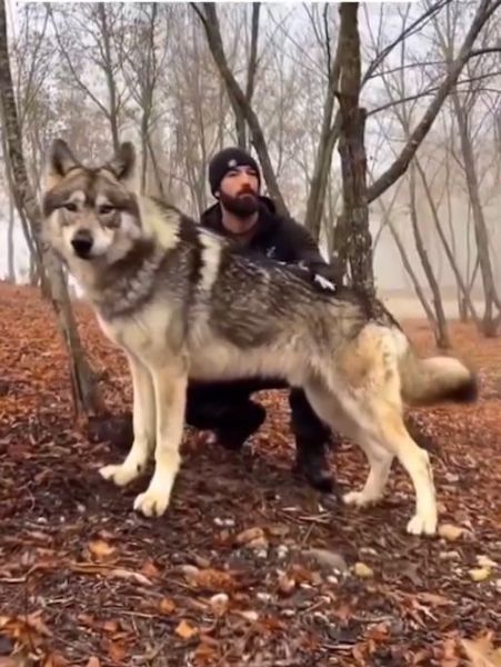 Il sauve un chiot mourant, il s'avère que c'est un loup : c'est ainsi qu'il le remercie pour la seconde chance